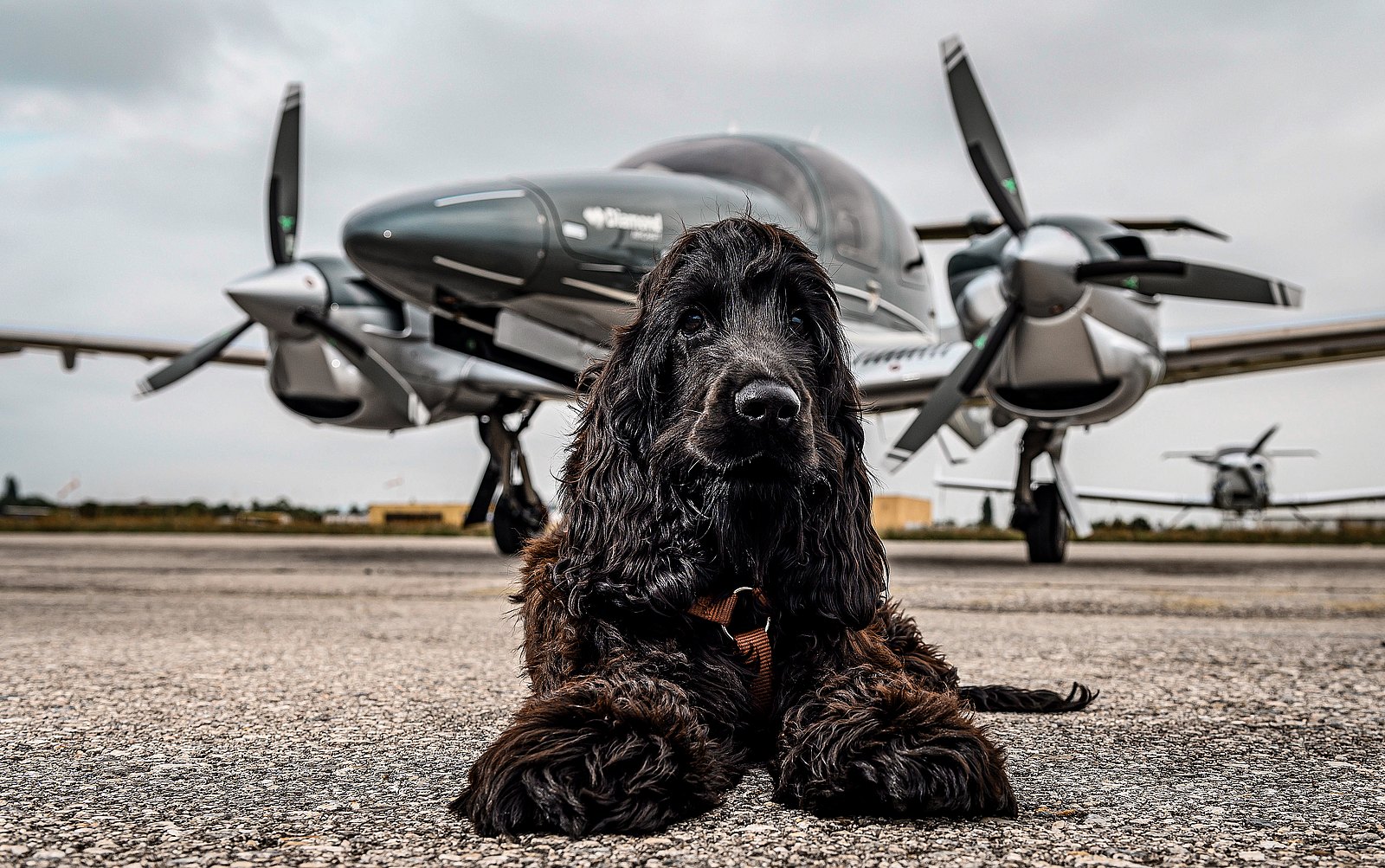 How to fly pet-friendly in a private aircraft - Diamond Aircraft Industries